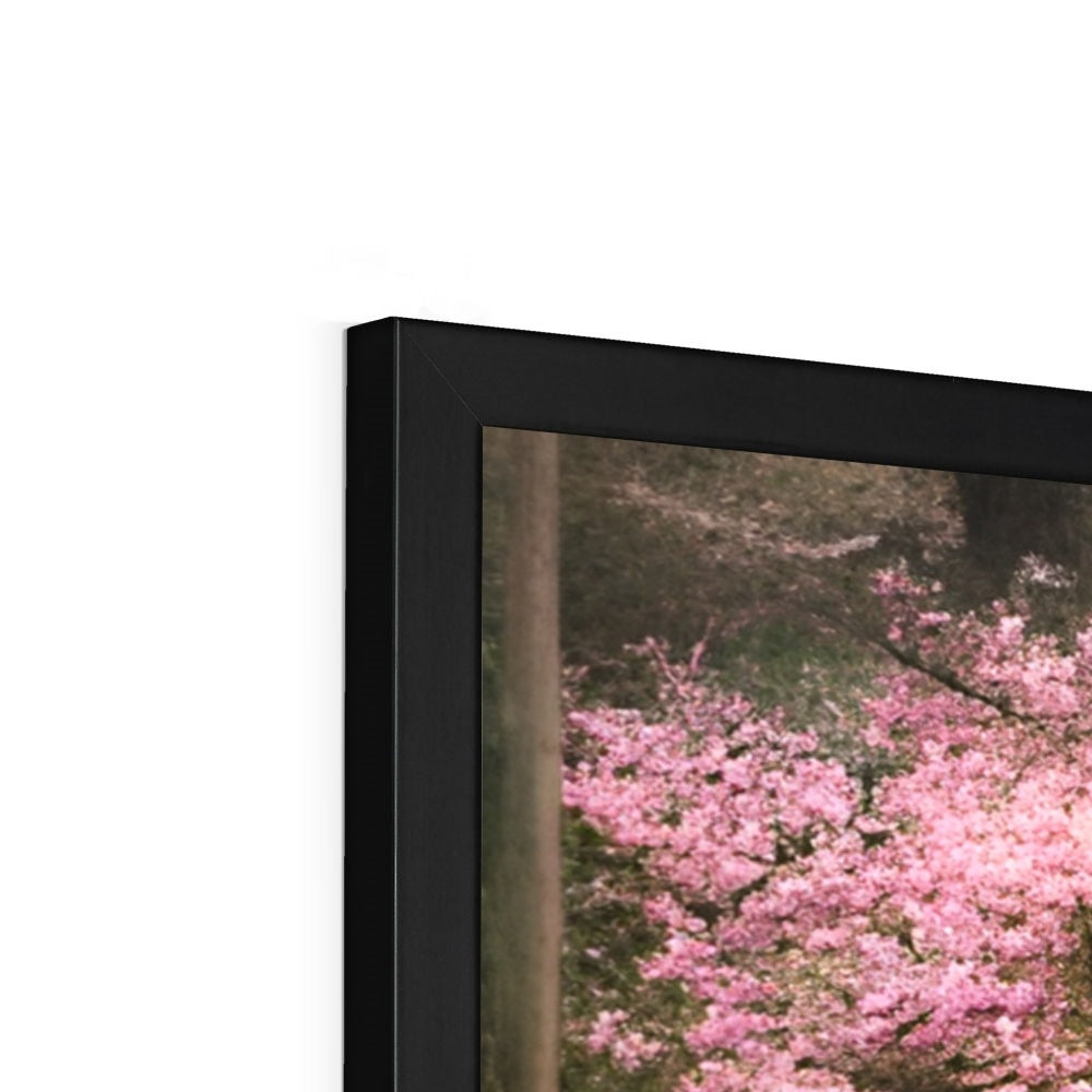 Cherry Blossom in a Forest Framed Print Prodigi