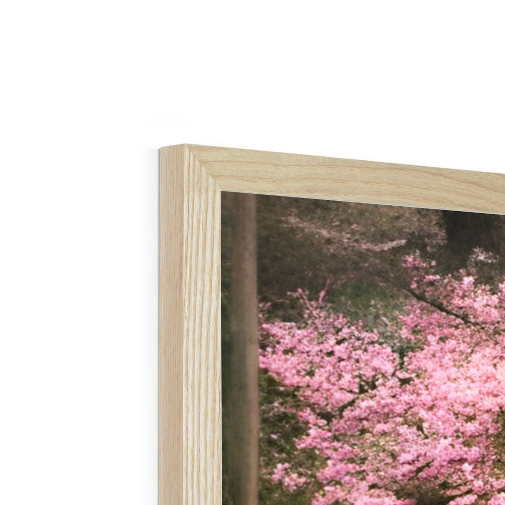 Cherry Blossom in a Forest Framed Print Prodigi