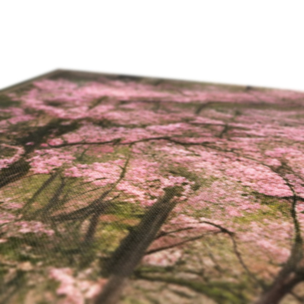 Cherry Blossom in a Forest Canvas Prodigi