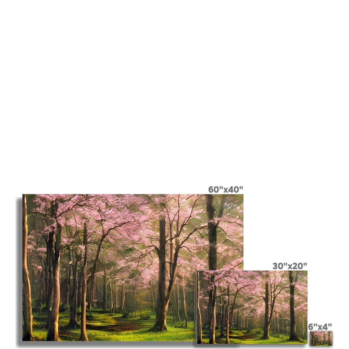 Cherry Blossom in a Forest Fine Art Print Prodigi